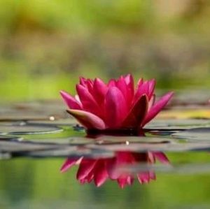 Meet your Posher, Michele